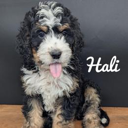 Hali - Tri-color female Bernedoodle puppy in Lancaster, Minnesota from Richardville Hunde