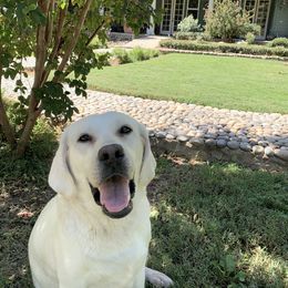 Labrador Retriever All Grown Up from Chateau St. John