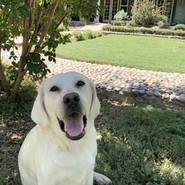Labrador Retriever All Grown Up from Chateau St. John