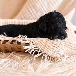 Maple - Phantom female Bernedoodle puppy in Travelers Rest, South Carolina from Bernedoodle.do