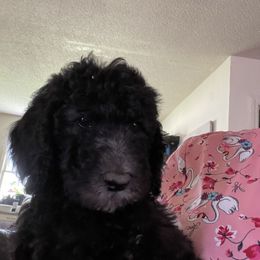 Poodle Puppies from Miss Vickie’s Poodles