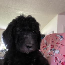 Poodle Puppies from Miss Vickie’s Poodles