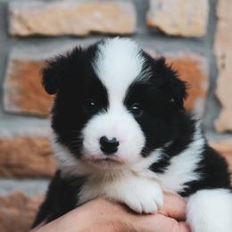 Butterfinger - Black male Border Collie puppy in Dallas, Texas from Effervescent Border Collies