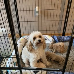 Cockapoo Puppies from Home Raised Cockapoos