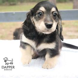 Sprinkle - Black and cream female Dachshund puppy in Zephyrhills, Florida from Dapper Doxies