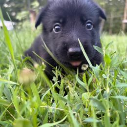 Peach Girl - Black female German Shepherd puppy in Wayne, Maine from Copper Hill German Shepherds