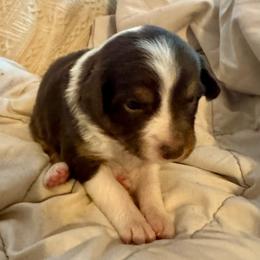 Cupcake - Red tri-color female Australian Shepherd puppy in Arizona from BRR Aussies