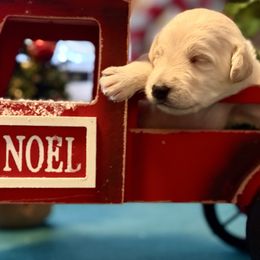 Ghost Black Collar - Cream male Double Doodle puppy in Norfolk, Virginia from Móraí’s Doodles