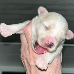 Koko - White female Miniature Schnauzer puppy in Port Orchard, Washington from Silver Bells Miniature Schnauzers