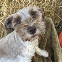 Miniature Schnauzers from Sugar Kookie Schnauzers