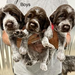 Bernedoodle and Wirehaired Pointing Griffon Puppies from Salt City Farm