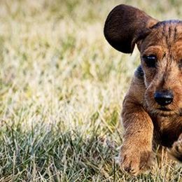 Dachshunds from MoonLight Dachshunds