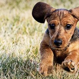 Dachshunds from MoonLight Dachshunds