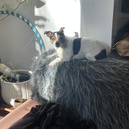 Hattie - White black and tan female Toy Fox Terrier puppy in New Providence, Pennsylvania from Tons of Kisses