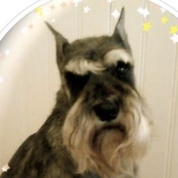 Miniature Schnauzers from Crown Point Miniature Schnauzers