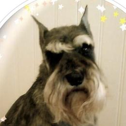 Miniature Schnauzers from Crown Point Miniature Schnauzers