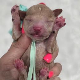 Irvin - Red  male Goldendoodle puppy in Vernon, Texas from Sugarland's Texas Goldendoodles