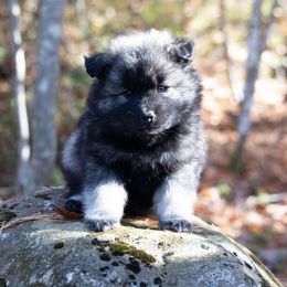 Bounti - Wolf sable male Pomsky puppy in Moultonborough, New Hampshire from Foxfire Arctic Spitz