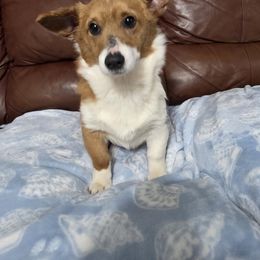 Male 3 - Sable male Pembroke Welsh Corgi puppy in Unicoi, Tennessee from Unaka Mountain Corgis