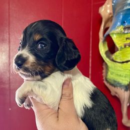 Boy 2 - Black and tan Dachshund puppy in Deming, New Mexico from FoxieDoxies of New Mexico
