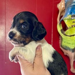 Boy 2 - Black and tan Dachshund puppy in Deming, New Mexico from FoxieDoxies of New Mexico