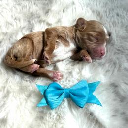 Wesson - Red male Cavapoo puppy in Central, Arizona from Desert Valley Doodles