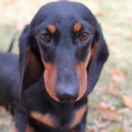 Raven - Dachshund