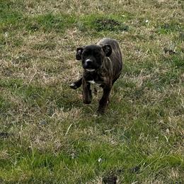 Brim - Black brindle female Cane Corso puppy in Justin, Texas from Bella Vista Kennels