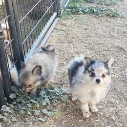 Companion Cross, Papillon, and Pomeranian Puppies from Lovely Ladies and Little Asses Miniature Equines (L3A Pomeranians & Papillons)