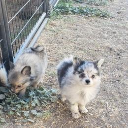 Companion Cross, Papillon, and Pomeranian Puppies from Lovely Ladies and Little Asses Miniature Equines (L3A Pomeranians & Papillons)