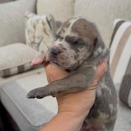 Blue Brindlequin (brindle harlequin) - Harlequin male Great Dane puppy in Kimball, Michigan from Starlight Danes
