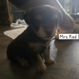 Mrs Red - Chocolate and tan female Yorkshire Terrier puppy in Dover, Delaware from Lewis Precious Paws