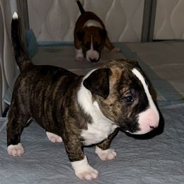 Frosty - Brindle and white male Bull Terrier puppy in Springfield, Ohio from Lynn Hill Bull Terriers