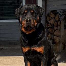 Andromeda - Rottweiler