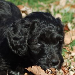 Girl yellow 7 - Black female Goldendoodle puppy in Colchester, Connecticut from Top of the Hill Doodles