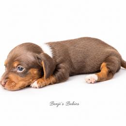 Chocolate and Tan Piebald Male - Chocolate and tan male Dachshund puppy in Gravois Mills, Missouri from Benji’s Babies