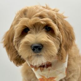Boy 3 - Apricot Goldendoodle puppy in Draper, Utah from Draper Doodles