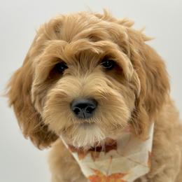 Boy 3 - Apricot Goldendoodle puppy in Draper, Utah from Draper Doodles
