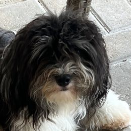Biewer Terriers and Havanese from Dunhill Havanese