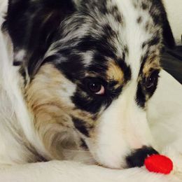 Australian Shepherd Puppies from Imagine Australian Shepherds