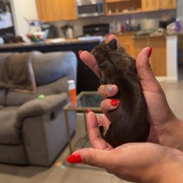 Girl 1 - Red female Dachshund puppy in Belen, New Mexico from Chavez Longhair Lowriders