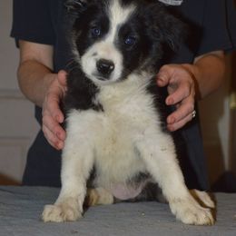 Border Collie Puppies from Green River Ranch Border Collies