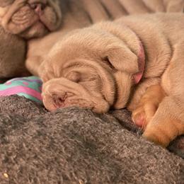 Bulldog Puppies from Midwest Monster Made Bulldogs