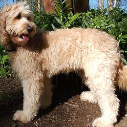 Lila - Goldendoodle