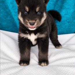 Male abyss - Black male Siberian Husky puppy in Pennsylvania from Breezy Valley Siberians