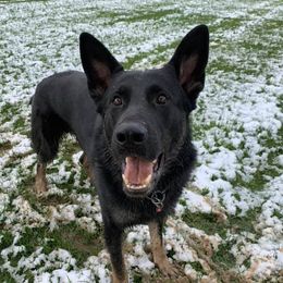 Arson - German Shepherd