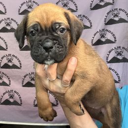 Storm - Fawn female Boxer puppy in Taft, Tennessee from Hillbillie Boxers