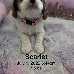 Cavapoo Puppies from Cavapoo Lovebugs