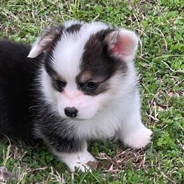 Minnie - Black and tan female Pembroke Welsh Corgi puppy in Griffin, Georgia from Rollnoaks & Cottontail AKC Pembroke Welsh Corgis