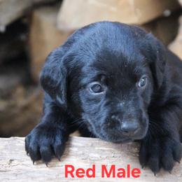 Boy 3 - Black male Labrador Retriever puppy in Black Creek, Wisconsin from Copper View Farm German Shepherds and Labrador Retreivers